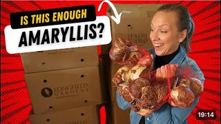 Amaryllis Unboxing Selling Cut Amaryllis Flowers to Support My Amaryllis Addiction😍 [upl. by Oicram]