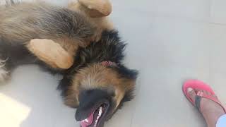 jarman safed dog fun  dog beautiful video  jermanshepard [upl. by Akirderf]