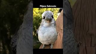 PAJARO SABROSON [upl. by Otsirc147]