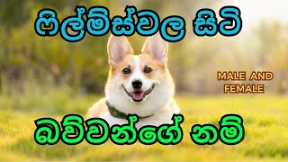 බල්ලන්ට නම්  dog names for male  dog name sinhala  dog names  ballantanam dogname dogsname [upl. by Olnee822]