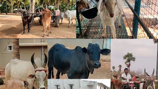 Kangayam Cow  Oru naal payanam  Reckla Vandila Oru Ride  Episode  36 [upl. by Lanor]