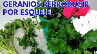 como reproducir geranios por esqueje sin fallar CHUYITO JARDINERO [upl. by Pierce4]