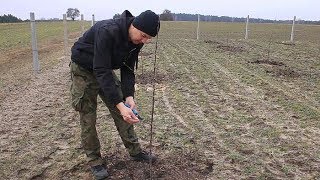 Jak i dlaczego ciąć drzewka owocowe w pierwszym roku po sadzeniu [upl. by Lohrman]