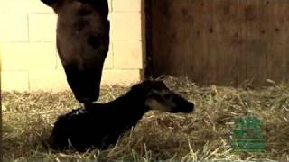 Newborn Baby Okapi  Cincinnati Zoo [upl. by Coy]