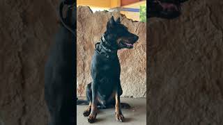 Tybalt the Beauceron  the IACP Conference 2024 basrouge dogtraining bergerdebeauce [upl. by Arimay]