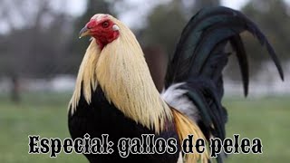 GALLOS DE PELEA Rancho quotEl Huertoquot parte 1 [upl. by Kline835]