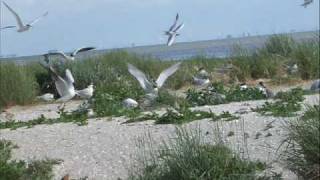 Henk Wijngaard  De Waddenzee [upl. by Woodruff202]