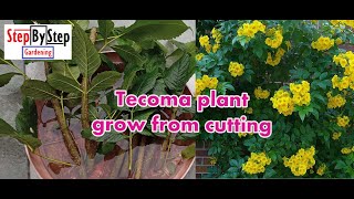 How To Grow Tecoma by CuttingTecoma Plant Propagation [upl. by Plumbo467]