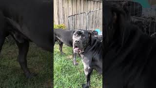 Cane Corso mum keeps dad away from pups [upl. by Moule512]