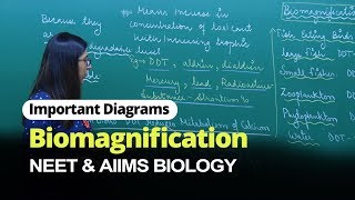 NEET Biology  Biomagnification  Important Diagram  In English  Misostudy [upl. by Haikan]