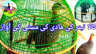 kali madi ki awaz  kale teetar ki madi ki awaz amazing 2023  black francolin female voice [upl. by Ettenal]