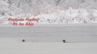 Muskrats at Petrie [upl. by Attenal]