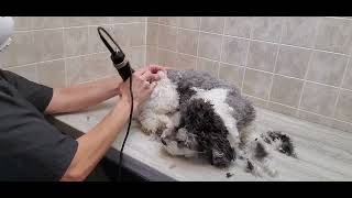 How to groom a HavanesePoodle Havapoo dog breed full grooming transformation 5 blade amp scissor [upl. by Miculek]