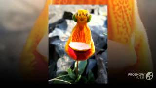 Calceolaria  garden plants [upl. by Ahsinahs]