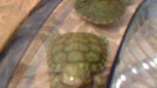 my 4 month old baby red eared sliders in there lagoon [upl. by Aridaj997]