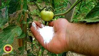 NOW give tomatoes THIS PROTECTION against POTATO BLIGHT [upl. by Hsac]