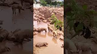 Rescue thousands of pigs from flooding [upl. by Nylarat130]