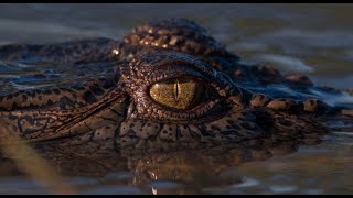 Crocodiles of Australia The Toothy Truth • Daily Dose of Nature [upl. by Elem]