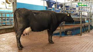 Dairy Breeding  Agri Aware Farm Walk and Talk with Teagasc Kildalton [upl. by Ingmar389]