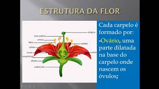 Composição da flor [upl. by Neeli]