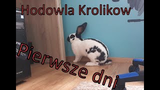 Hodowla Królików Rasowych [upl. by Beall]