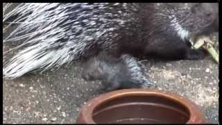 Niedlich Stachelschweinnachwuchs im Zoo  ELSTERWELLE [upl. by Ardnahs506]