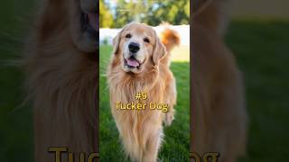 😍Top 10 Most Boy Dog Names of 2024🐕 top shorts bts dogs [upl. by Corotto]