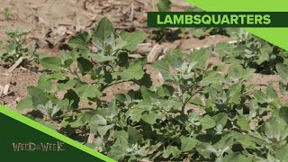 Weed of the Week 1097 Lambsquarters Air Date 41419 [upl. by Anaiad]