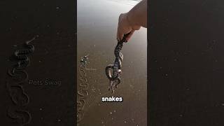 Meet the Sea Snake One Bite 30 Minutes to Live 😱 [upl. by Chemar]