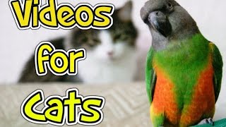 Videos for Cats to Watch  BIRD videos for cats [upl. by Ahsenyt16]