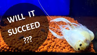 ENTIRE CRAYFISH MOLTING PROCESS [upl. by Leiahtan]