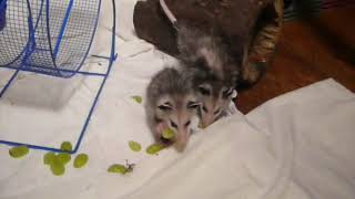 How to call baby opossums [upl. by Adnoluy]