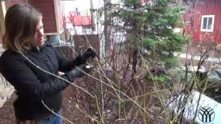 How To Prune a Dogwood Shrub [upl. by Enom]