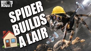 How A Spider Builds A Home Jumping Spider [upl. by Eneirda]