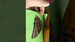 🦋mariposa insectos papaya mariposaazul morphoazul naturaleza nature ciclos 💜🍃 [upl. by Adnoyek]