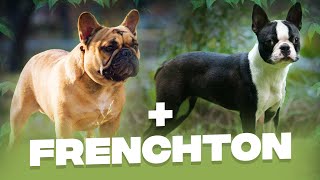 French Bulldog x Boston Terrier FRENCHTON What You Must Know About This Mischievous Dog Breed [upl. by Huoh]