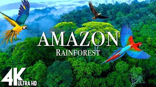 Amazon 4k  The World’s Largest Tropical Rainforest  Relaxation Film with Calming Music [upl. by Benzel]