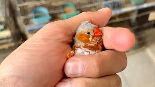 Orange breasted zebra finch the recessive orange genes finch birds bird breeding [upl. by Nilyak]