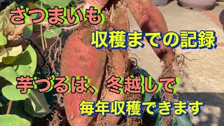 【さつまいも栽培】芋づるは、冬越しで、毎年収穫できます。 [upl. by Ariane]