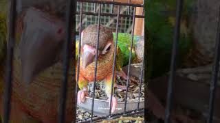 Greencheeked Conure birds love shortvideo shorts tamil birdlife vlog shortvideo [upl. by Aratihc]