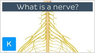 What is a Nerve  Human Anatomy  Kenhub [upl. by Hagen]