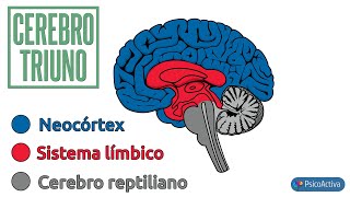 La teoría del cerebro Triuno de Paul MacLean [upl. by Loella]