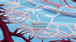 Capillary Blood Flow [upl. by Cathyleen]