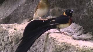 ホウオウジャク（上野動物園）：Longtailed paradise whydah Ueno Zoo [upl. by Llebasi]