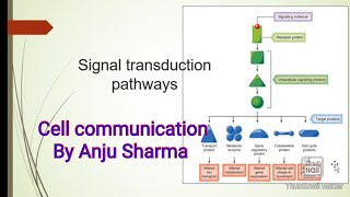 Signal transductionIntercellular communication [upl. by Artimas]