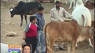 COW MANDI 2004 KE RATE CHECK KARE SRIF  KARACHI  SOHRAB GOTH [upl. by Antonio]