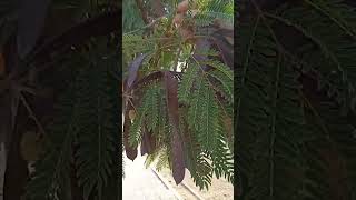 المشخص في البيطرة نبات شجرة الليوسينا Leucaena leucocephala ممكن أن يكون ساما للأغنام [upl. by Gregory484]