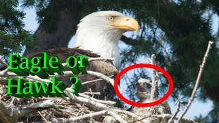 Hawk raised by Eagles  The complete Story [upl. by Annoed799]