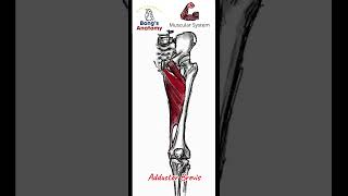 44 ThighMedial adductor anatomy bones art illustration muscle [upl. by Anel]