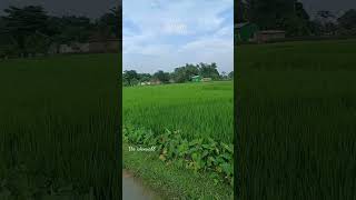 Assam village green tree 🌲 بشر إنشاد assam beautiful shortvideo [upl. by Akinor]